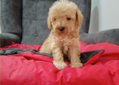 Maltipoo bebekler